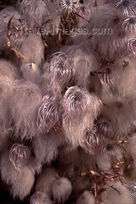 canada38: Canada / Kanada - Whitehorse, Yukon: hairy plants - photo by F.Rigaud - (c) Travel-Images.com - Stock Photography agency - Image Bank