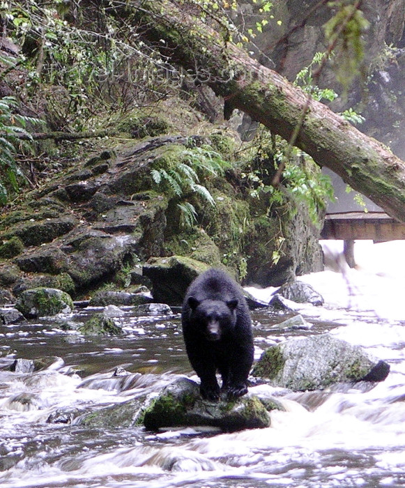 canada381: Canada / Kanada - near Ucluelet - Vancouver Island: bear fishing for salmon - photo by R.Wallace - (c) Travel-Images.com - Stock Photography agency - Image Bank