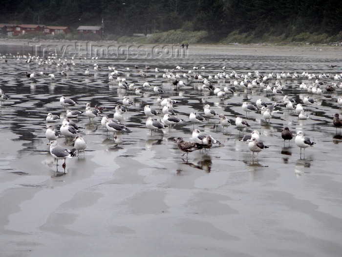 canada382: Canada / Kanada - near Tofino - Vancouver Island: gulls on the beach - photo by R.Wallace - (c) Travel-Images.com - Stock Photography agency - Image Bank