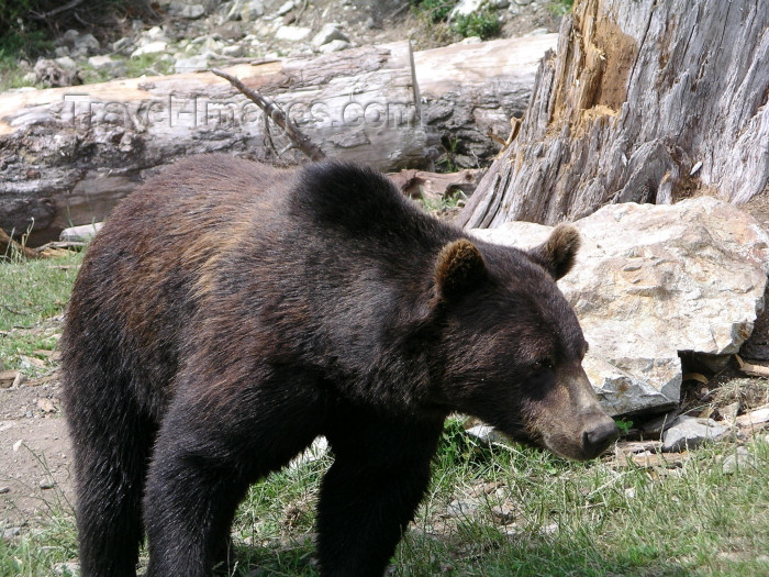 canada383: Canada / Kanada - Vancouver (BC): grizzly bear at Grouse mountain - 'Coola' - photo by Rick Wallace - (c) Travel-Images.com - Stock Photography agency - Image Bank