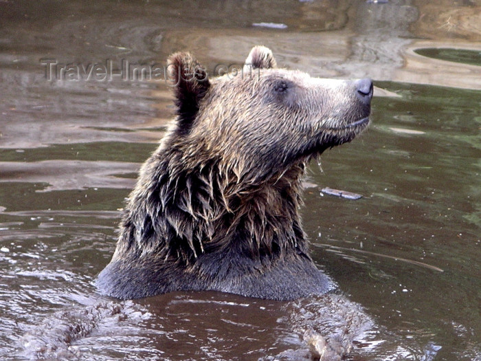 canada384: Canada / Kanada - Vancouver (BC): grizzly bear at Grouse mountain - swimming - photo by Rick Wallace - (c) Travel-Images.com - Stock Photography agency - Image Bank