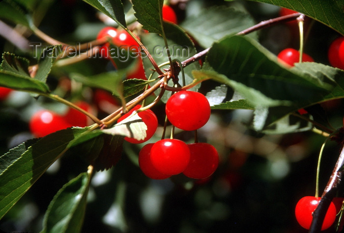 canada394: Canada / Kanada - BC: cherries - photo by G.Friedman - (c) Travel-Images.com - Stock Photography agency - Image Bank