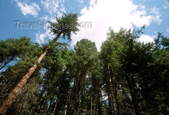 canada398: Canada / Kanada - BC: forest - photo by G.Friedman - (c) Travel-Images.com - Stock Photography agency - Image Bank