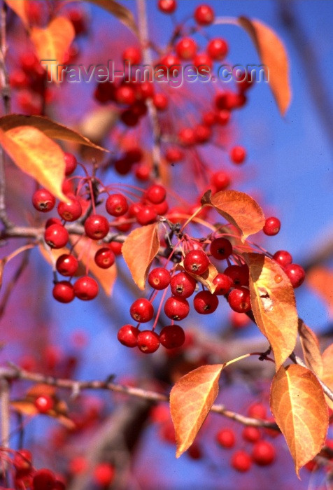 canada41: Canada / Kanada - Whitehorse, Yukon: berries grow on a dry subarctic climate / bagas - photo by F.Rigaud - (c) Travel-Images.com - Stock Photography agency - Image Bank