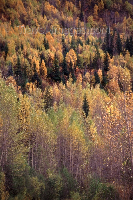 canada42: Canada / Kanada - Sub Arctic forest, Yukon - photo by F.Rigaud - (c) Travel-Images.com - Stock Photography agency - Image Bank