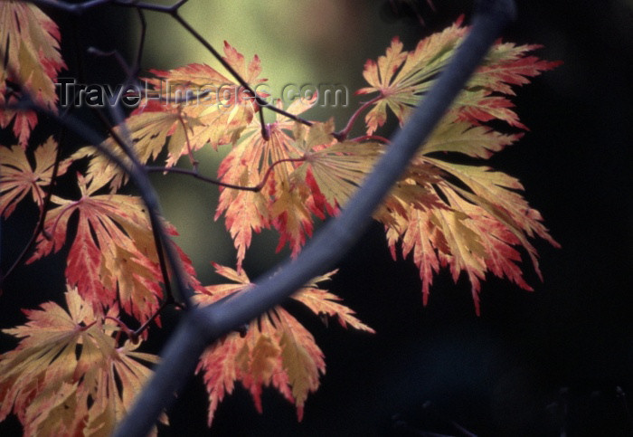 canada46: Canada / Kanada - Victoria  (BC): autumn leaves - photo by F.Rigaud - (c) Travel-Images.com - Stock Photography agency - Image Bank