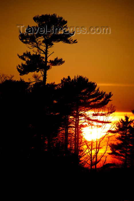 canada476: Canada - Ontario - Lake Superior: pinetrees at sunset - photo by R.Grove - (c) Travel-Images.com - Stock Photography agency - Image Bank