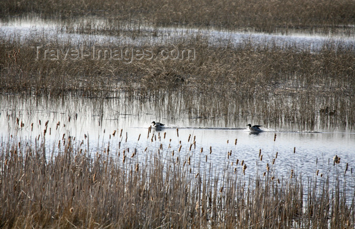 canada478: Canada - Ontario - Lake Superior: marsh on the north shore - photo by R.Grove - (c) Travel-Images.com - Stock Photography agency - Image Bank