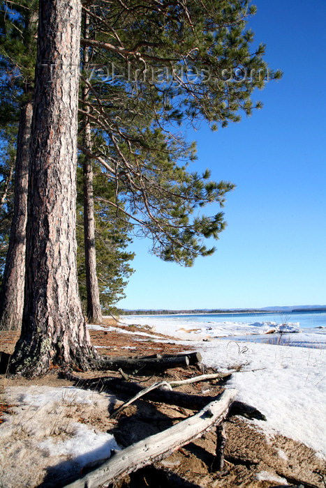 canada481: Canada - Ontario - Lake Superior: shoreline - pinetrees and snow - photo by R.Grove - (c) Travel-Images.com - Stock Photography agency - Image Bank