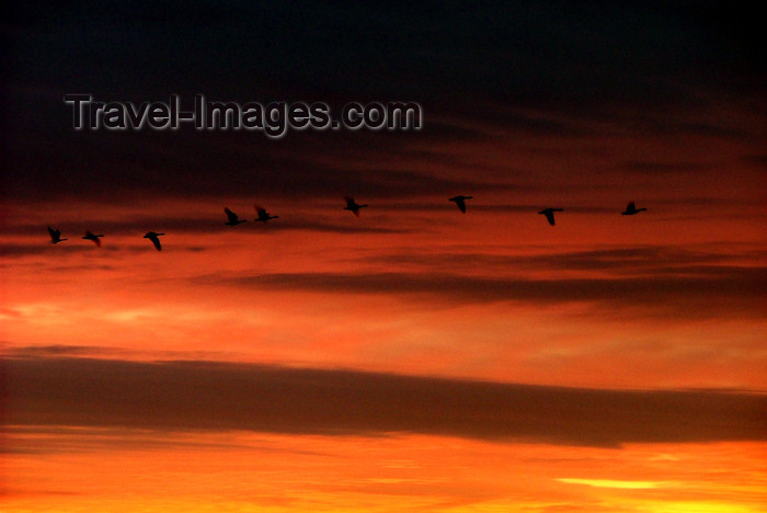 canada487: Canada - Ontario - Southern ontario: line on swans in flight - red sky - photo by R.Grove - (c) Travel-Images.com - Stock Photography agency - Image Bank