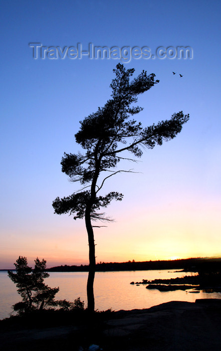 canada488: Canada - Ontario - Lake Huron: St. Joseph Island - tree and horizon- photo by R.Grove - (c) Travel-Images.com - Stock Photography agency - Image Bank