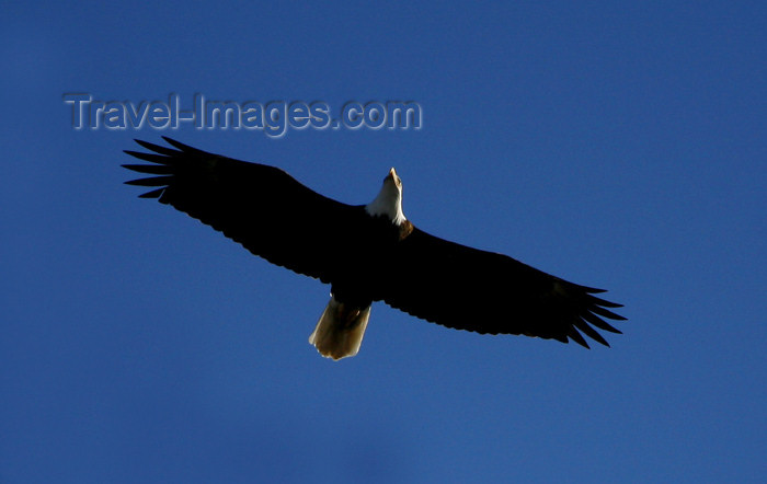 canada490: Canada - Ontario - Bald Eagle in flight - Haliaeetus leucocephalus - also known as the American Eagle, the national bird of the United States - photo by R.Grove - (c) Travel-Images.com - Stock Photography agency - Image Bank