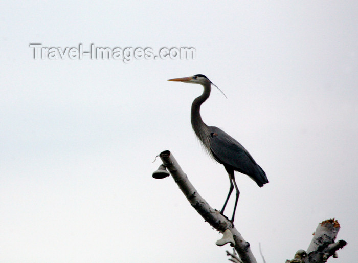 canada491: Canada - Ontario - Great Blue Heron perched - Ardea herodias - photo by R.Grove - (c) Travel-Images.com - Stock Photography agency - Image Bank