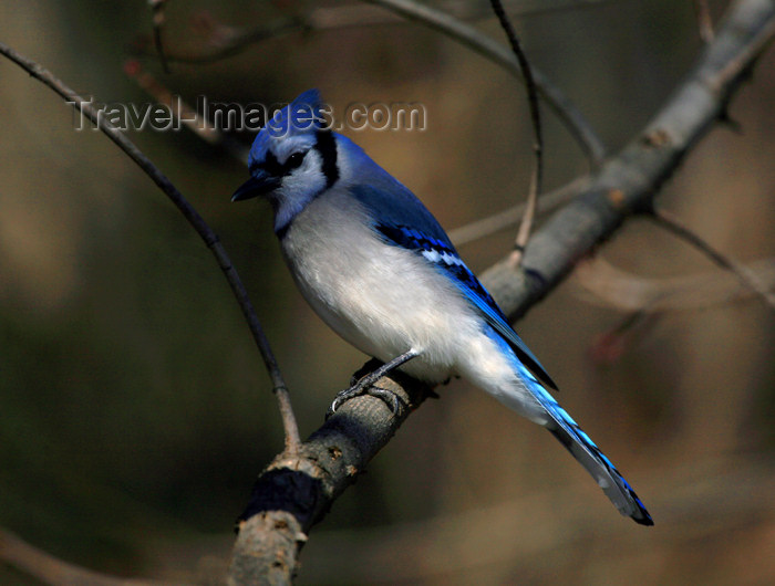 canada492: Canada - Ontario - Blue jay sits - Cyanocitta cristata - photo by R.Grove - (c) Travel-Images.com - Stock Photography agency - Image Bank