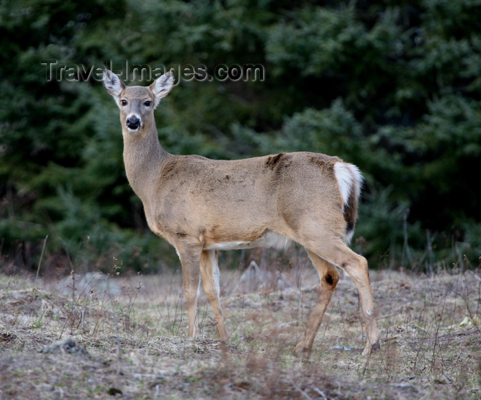 canada495: Canada - Ontario - White-tailed deer on the edge of the forest - Odocoileus virginianus - photo by R.Grove - (c) Travel-Images.com - Stock Photography agency - Image Bank