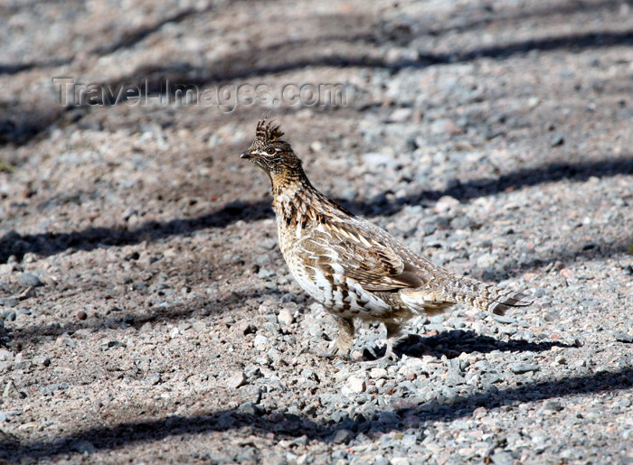 canada497: Canada - Ontario - Ruffed Grouse, Partridge - Bonasa umbellus - photo by R.Grove - (c) Travel-Images.com - Stock Photography agency - Image Bank