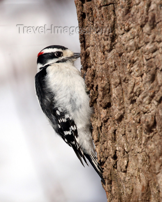 canada498: Canada - Ontario - male Downy Woodpecker, Picoides pubescens - photo by R.Grove - (c) Travel-Images.com - Stock Photography agency - Image Bank