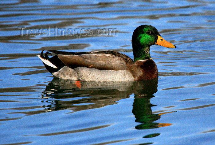 canada499: Canada - Ontario - male mallard - wild duck - Anas platyrhynchos - photo by R.Grove - (c) Travel-Images.com - Stock Photography agency - Image Bank