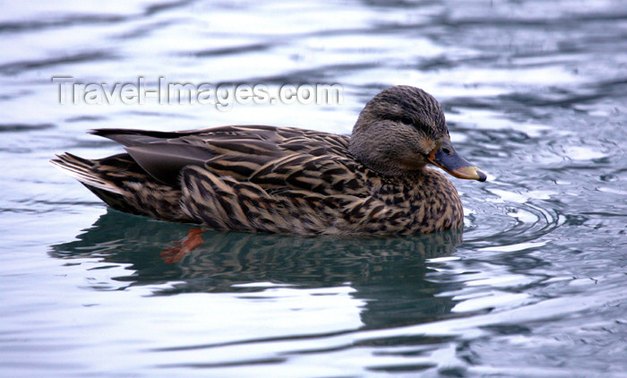 canada500: Canada - Ontario - female mallard - wild duck - Anas platyrhynchos - photo by R.Grove - (c) Travel-Images.com - Stock Photography agency - Image Bank