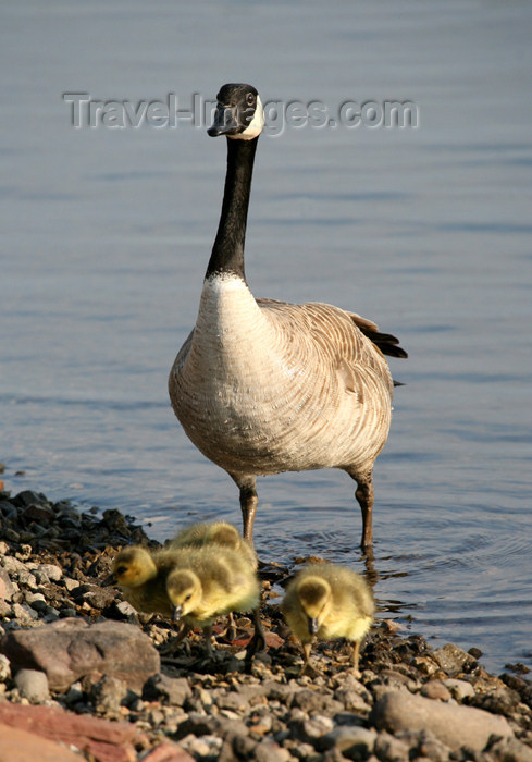 canada502: Canada - Ontario - goose with chicks - photo by R.Grove - (c) Travel-Images.com - Stock Photography agency - Image Bank