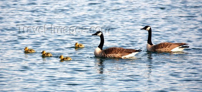 canada503: Canada - Ontario - geese family in the water - photo by R.Grove - (c) Travel-Images.com - Stock Photography agency - Image Bank