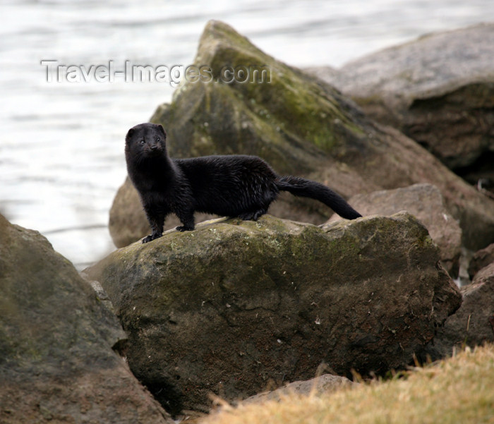 canada504: Canada - Ontario - American Mink on a rock - Mustela vison - photo by R.Grove - (c) Travel-Images.com - Stock Photography agency - Image Bank