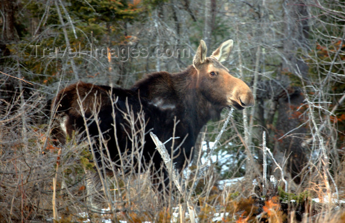 canada505: Canada - Ontario - Moose in spring - Alces alces - photo by R.Grove - (c) Travel-Images.com - Stock Photography agency - Image Bank