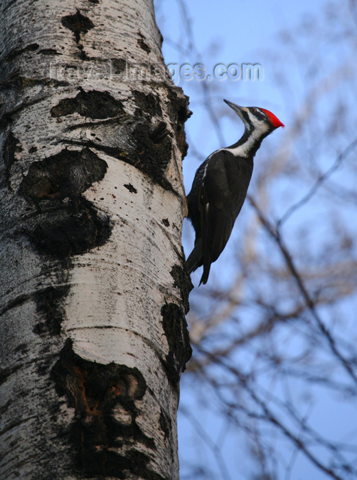 canada506: Canada - Ontario - Pileated Woodpecker on a tree - Log Cock - Dryocopus pileatus - photo by R.Grove - (c) Travel-Images.com - Stock Photography agency - Image Bank