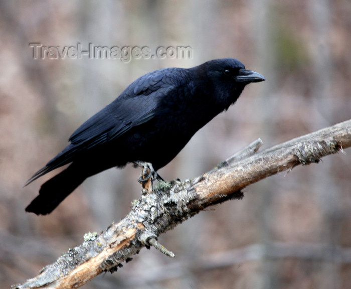 canada507: Canada - Ontario - Common raven on limb - Corvus corax - photo by R.Grove - (c) Travel-Images.com - Stock Photography agency - Image Bank