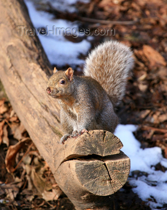 canada510: Canada - Ontario - North American red squirrel - Tamiasciurus hudsonicus - photo by R.Grove - (c) Travel-Images.com - Stock Photography agency - Image Bank