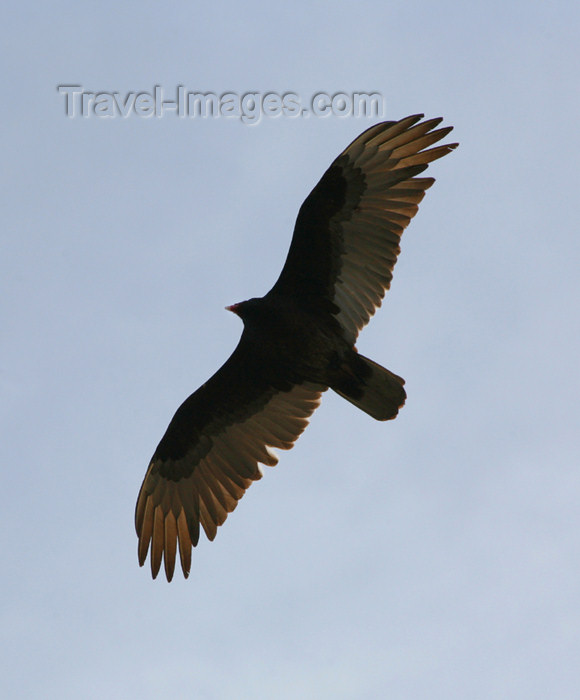 canada512: Canada - Ontario - Turkey Vulture in flight - Cathartes aura - photo by R.Grove - (c) Travel-Images.com - Stock Photography agency - Image Bank