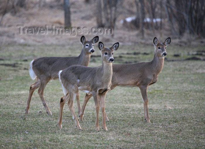 canada513: Canada - Ontario - White-tailed deer - Odocoileus virginianus - photo by R.Grove - (c) Travel-Images.com - Stock Photography agency - Image Bank