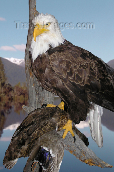 canada533: Northwest Territories, Canada: bald eagle with prey on perch - taxidermy - photo by Air West Coast - (c) Travel-Images.com - Stock Photography agency - Image Bank