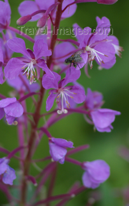 canada61: Canada / Kanada - Saskatchewan: Purple flowers - prairie - photo by M.Duffy - (c) Travel-Images.com - Stock Photography agency - Image Bank