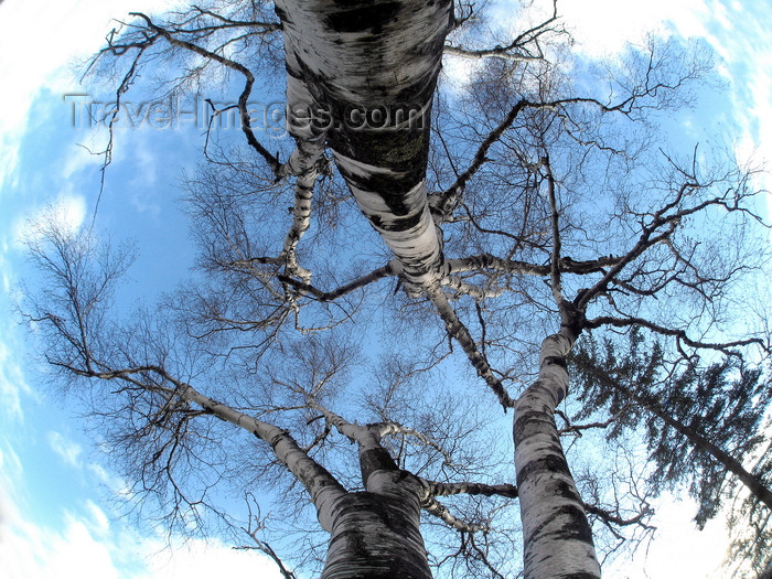 canada632: Quebec City, Quebec: birch trees and sky - Betula - Bouleau - photo by B.Cain - (c) Travel-Images.com - Stock Photography agency - Image Bank