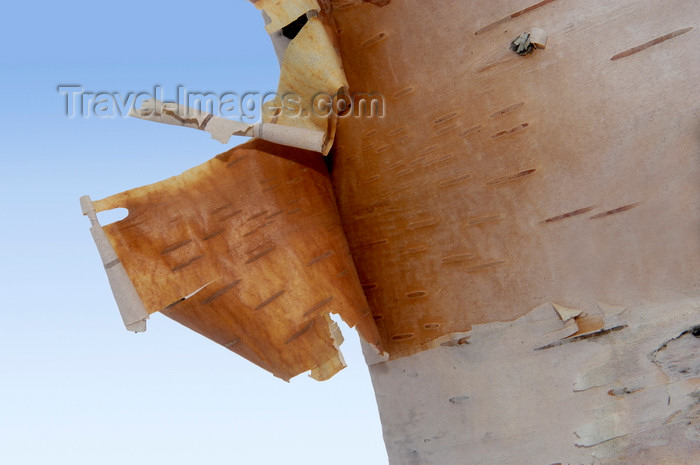 canada633: Quebec City, Quebec: birch tree - bark detail - Betula - Bouleau - photo by B.Cain - (c) Travel-Images.com - Stock Photography agency - Image Bank