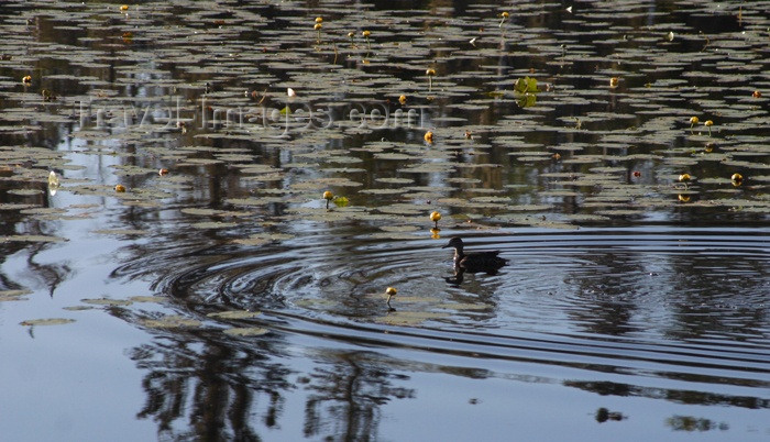 canada64: Canada / Kanada - Saskatchewan: duck and reflection in the water - photo by M.Duffy - (c) Travel-Images.com - Stock Photography agency - Image Bank