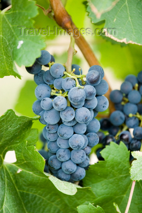 canada644: Okanagan Valley, BC, Canada: closeup of Merlot grapes on the vine - vineyard - red winegrapes - photo by D.Smith - (c) Travel-Images.com - Stock Photography agency - Image Bank