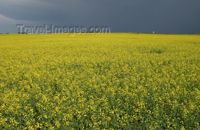 canada67: Canada / Kanada - Saskatchewan: stormy sky - canola field - agriculture - photo by M.Duffy - (c) Travel-Images.com - Stock Photography agency - Image Bank