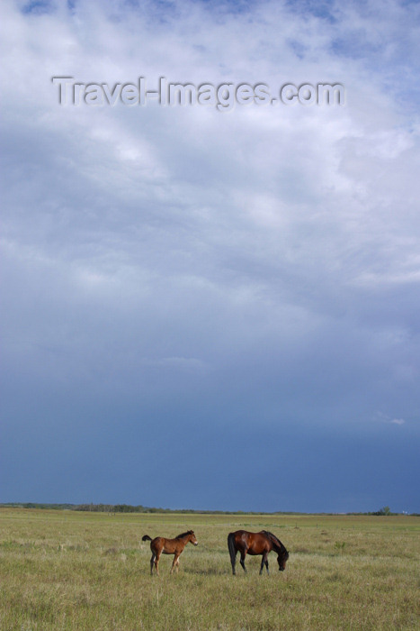 canada73: Canada / Kanada - Saskatchewan: horses running in the field - photo by M.Duffy - (c) Travel-Images.com - Stock Photography agency - Image Bank