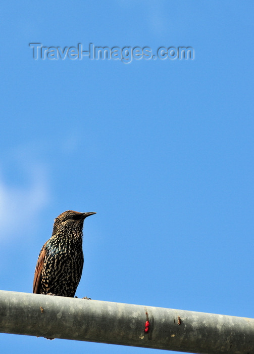 canada735: Toronto, Ontario, Canada: bird rests on a traffic light structure - photo by M.Torres - (c) Travel-Images.com - Stock Photography agency - Image Bank