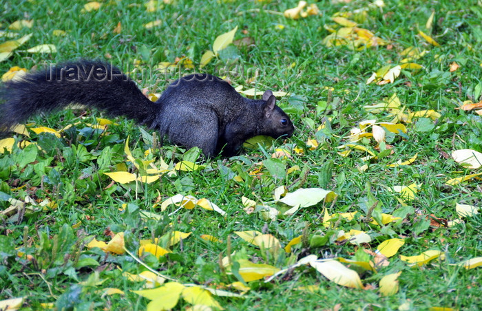 canada739: Toronto, Ontario, Canada: black squirrel - melanistic subgroup of the Sciurus carolinensis - Harbour Square Park - photo by M.Torres - (c) Travel-Images.com - Stock Photography agency - Image Bank