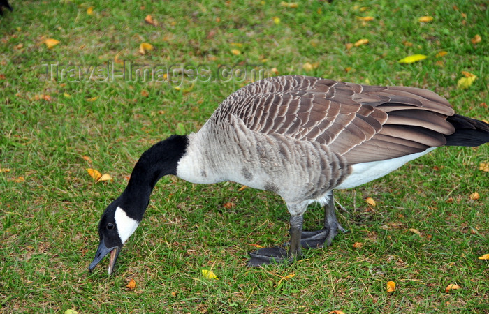 canada741: Toronto, Ontario, Canada: Canada Goose eating grass - Branta canadensis - Harbour Square Park - photo by M.Torres - (c) Travel-Images.com - Stock Photography agency - Image Bank