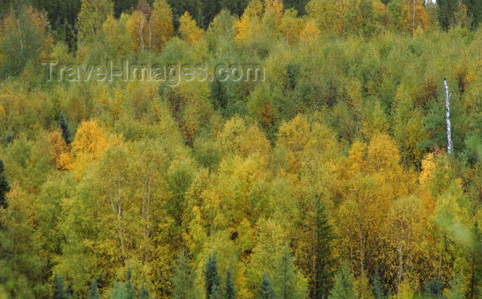 canada75: Canada / Kanada - Saskatchewan: beautiful fall colors in a scenic Northern Saskatchewan forest - photo by M.Duffy - (c) Travel-Images.com - Stock Photography agency - Image Bank