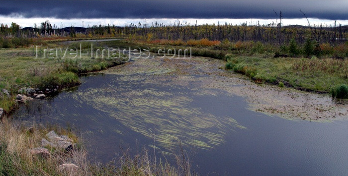 canada77: Canada / Kanada - Saskatchewan: in the marshes - photo by M.Duffy - (c) Travel-Images.com - Stock Photography agency - Image Bank