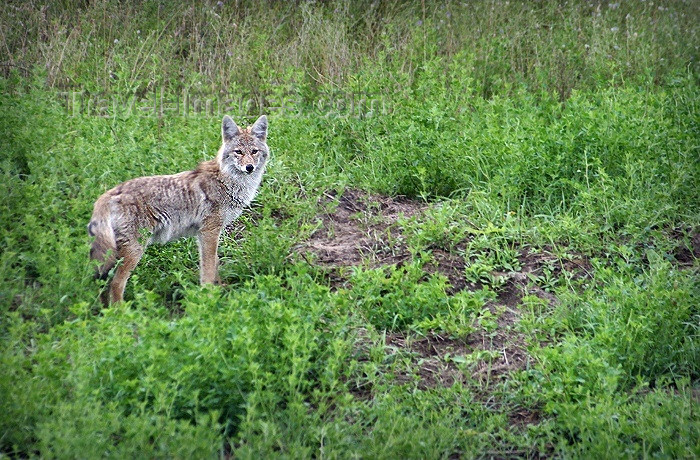 canada82: Canada / Kanada - Saskatchewan: wolf - Northern Saskatchewan - photo by M.Duffy - (c) Travel-Images.com - Stock Photography agency - Image Bank