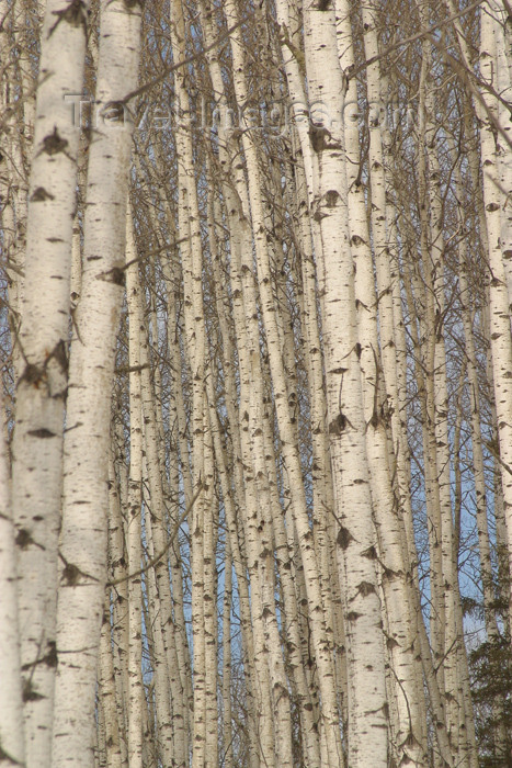 canada88: Canada / Kanada - Saskatchewan: scenic Northern Canada forest - trunks - photo by M.Duffy - (c) Travel-Images.com - Stock Photography agency - Image Bank