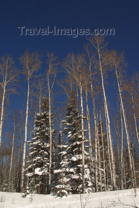 canada93: Canada / Kanada - Saskatchewan: winter scene - snow covered trees - photo by M.Duffy - (c) Travel-Images.com - Stock Photography agency - Image Bank