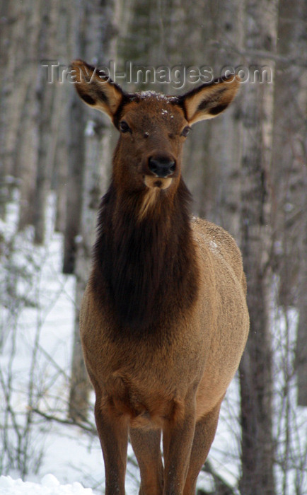 canada98: Canada / Kanada - Saskatchewan: close up of a elk, or wapiti - Cervus canadensis - scenic Northern Canada - photo by M.Duffy - (c) Travel-Images.com - Stock Photography agency - Image Bank