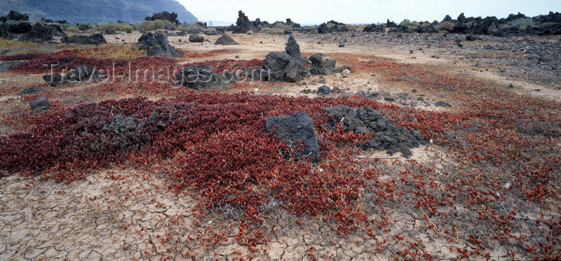 canary70: Lanzarote, Canary Islands: Slender-Leaved Ice Plants in an old lava field - Mesembryanthemum Nodiflorum - photo by W.Allgöwer - (c) Travel-Images.com - Stock Photography agency - Image Bank